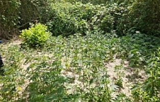 560 Kök Kenevir Ele Geçirildi