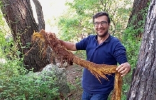 İçme Suyu Hattından 5 Metrelik Ağaç Kökü Çıktı