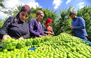 Manisa'da "Dumanlı Papaz Eriği" hasadı başladı