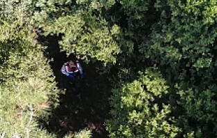 Manisa’da Ormanlık Alana 178 Kök Kenevir Ekmişler