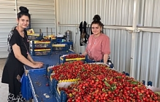 Sancaklıbozköy Kiraz Pazarı Yüz Güldürüyor