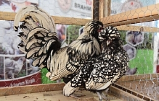 Yunusemre kuş pazarında çeşitler artıyor