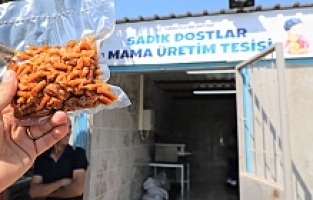 Atık Gıdalar Sokak Hayvanları İçin Mamaya Dönüşecek