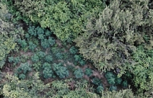 Dron ile Ormanlık Alanda 167 Kök Kenevir Ele Geçirildi