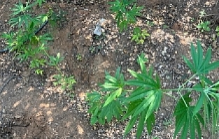 Ektiği Kenevirleri Sularken Suçüstü Yakalandı