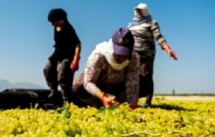 Manisa Büyükşehir'den üzüm üreticisine 100 bin sepet desteği