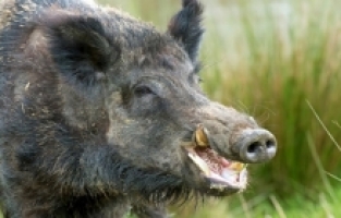 Motosiklet Yaban Domuzuna Çarptı: 1 Yaralı