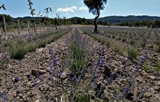 Ortaköy Mesire Alanında Lavantalar Çiçek Açtı
