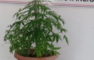 Saksıda Hint keneviri yetiştirdi