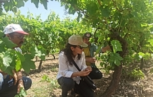 Salihli’de Üzüm Bağlarında Unlu Bitle Mücadele Eğitimi