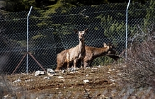 Spil Dağı Milli Parkı’nda İlk Kez Ayı Görüldü