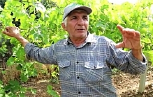 Üzüm Bağlarını Dolu Vurdu