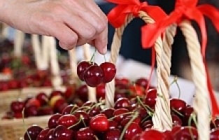 Üzümün Başkentinde Kiraz Festivali