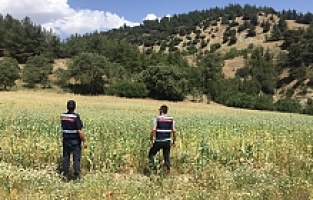 Yasa Dışı Ekilen 280 Bin Kök Haşhaş Bitkisi Ele Geçirildi