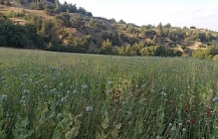 Yasadışı ekilen 160 bin kök haşhaş ele geçirildi