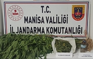 Bahçede kenevir, ikamette esrar ele geçirildi