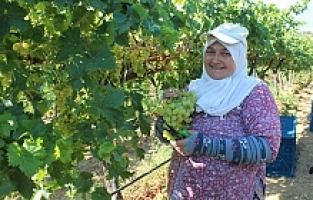 Hasadı Başlayan Üzümde iİhracat Tırları Yarın Yola Çıkacak
