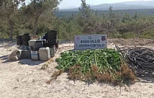 Ormana Ektiği Kenevirleri Sularken Yakalandı