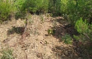 Ormanlık alanda 16 kök Hint keneviri ele geçirildi