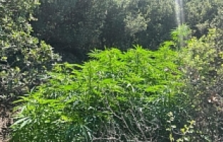 Ormanlık arazide 6 farklı noktaya ekilmiş kenevirler bulundu