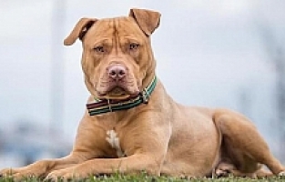 Pitbullun saldırısına uğrayan adam hastanelik oldu