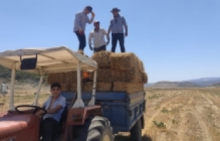 Salihli’de hayvan üreticilerine kaba yem desteği