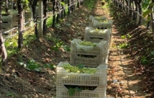 Sarıgöl'de Erkenci Üzüm Hasadına Başlandı