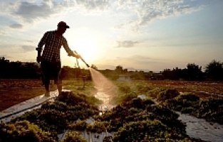 Sarıgöl'de Tarım İşçi Ücretleri Belirlendi
