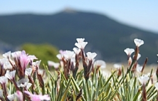 Spil Dağı Milli Parkı'nın endemik tür bitki ve çiçekleri fotoğraflandı
