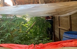 Traktör kasasını seraya çevirip kenevir yetiştirmiş