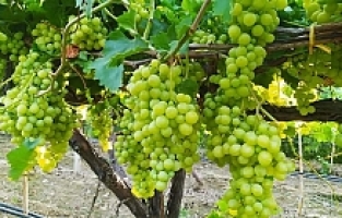 Üretici Üzüm Fiyatlarının Erken Açıklanmasını İstiyor