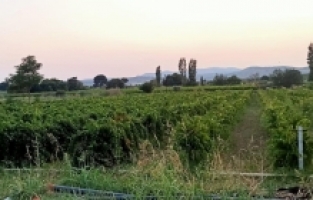 Üzüm bağında yetiştirilen 446 kök kenevir ele geçirildi