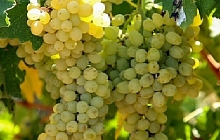 Üzüm Bağlarında 'Gıda güvenliği' İncelemeleri Devam Ediyor