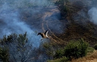 Yangından Kaçmaya Çalışan Leylek