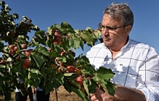 Yunusemre’de Meyve Bahçeleri Ürün Veriyor