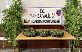 1983 kök kenevir bitkisi ele geçirildi