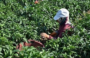 Biber Eken 13 Kat Fazla Kazanıyor