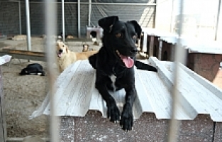 Gıda Atıkları Sokak Hayvanlarına Mama Oldu