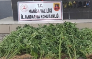 Jandarmadan kenevir operasyonu