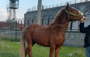 Kırkağaç'ta Fayton Atları Öldürüldü