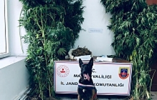 Manisa'da iki ayrı adrese kenevir operasyonu