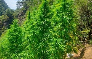 Manisa'da iki ilçede kenevir operasyonu