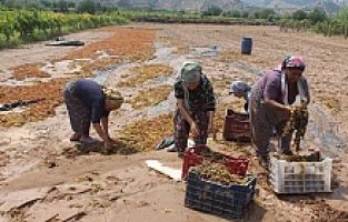Manisa’da Tonlarca Üzümü Sel Suları Götürdü