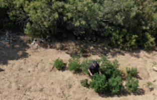 Narkotik köpek timi eşliğinde kenevir operasyonu