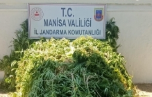 Ormanlık alanda 605 kök kenevir ele geçirildi