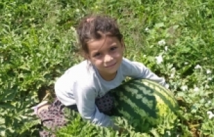 Sarıgöl'de Kavun Karpuz Bereketi