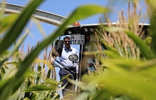 Atıl Alanlar Üretime Kazandırıldı Çiftçiye Yem Desteği Oldu