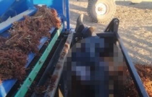 Çiftçinin Feci Ölümü: Üzüm Kaldırma Makinesinde Hayatını Kaybetti