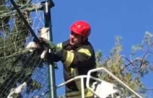 Halı Saha Filelerine Takılan Kediyi İtfaiye Kurtardı