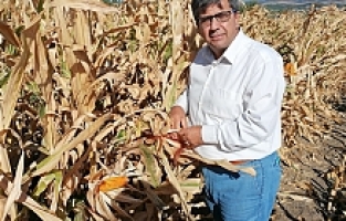 İlk Kez Ekildi, Dekar Başına 10 bin 500 TL Gelir Bekleniyor